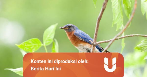 Organ Peredaran Darah Pada Burung Dan Fungsinya